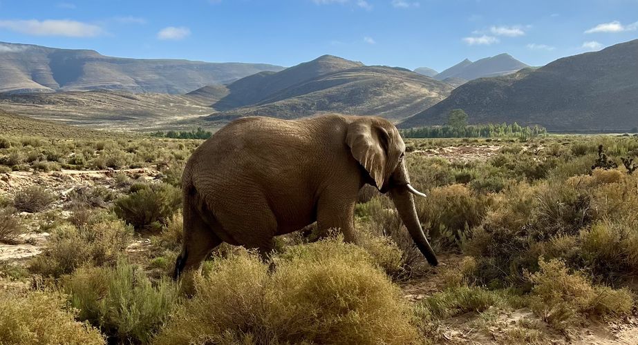 Kruger NP olifanten Zuid Afrika groepsrondreis 7